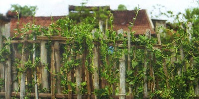 Người Hàng Xóm